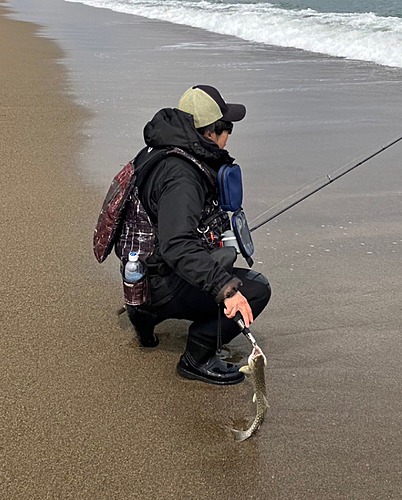 アメマスの釣果