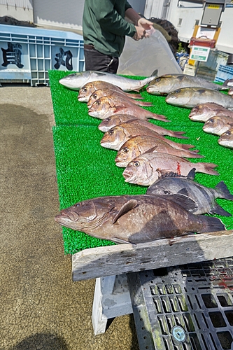 タイの釣果