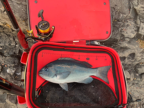 メジナの釣果