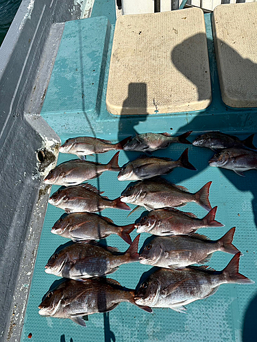 マダイの釣果