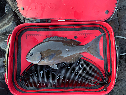 メジナの釣果