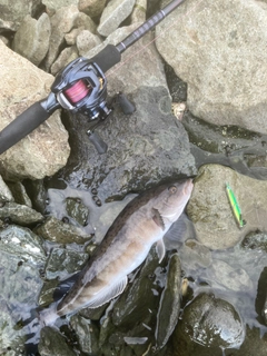 ホッケの釣果