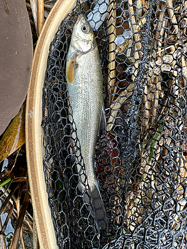 ウグイの釣果