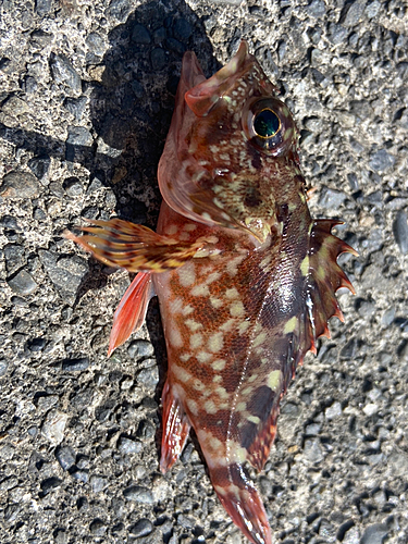 カサゴの釣果