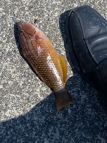 アカササノハベラの釣果