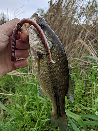 ラージマウスバスの釣果