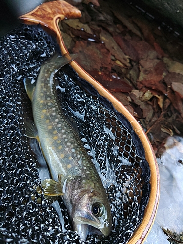 イワナの釣果