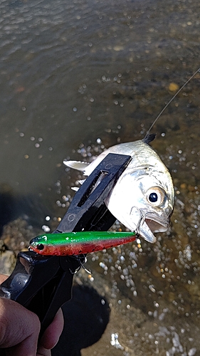 メッキの釣果