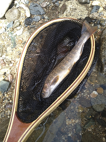 イワナの釣果