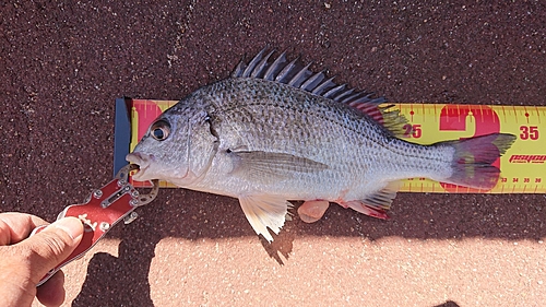 キビレの釣果