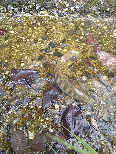 アマゴの釣果