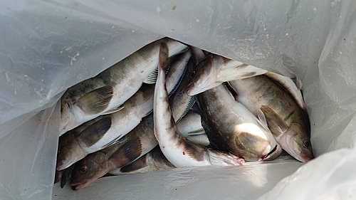 ホッケの釣果