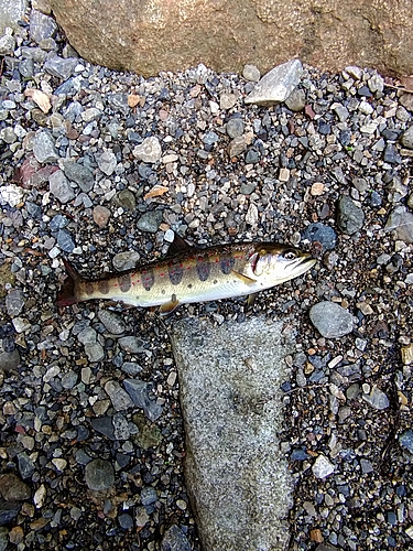 アマゴの釣果