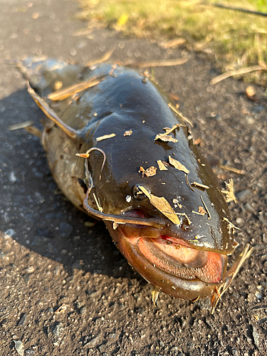 ナマズの釣果