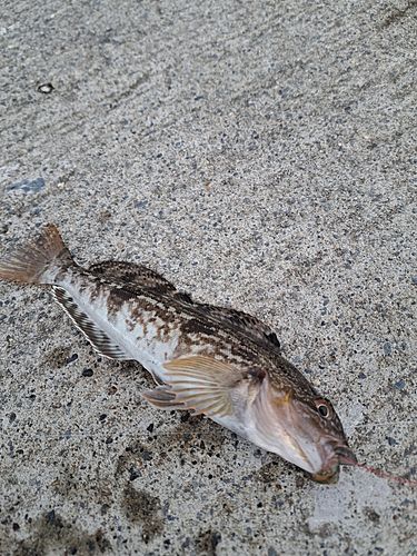 アイナメの釣果