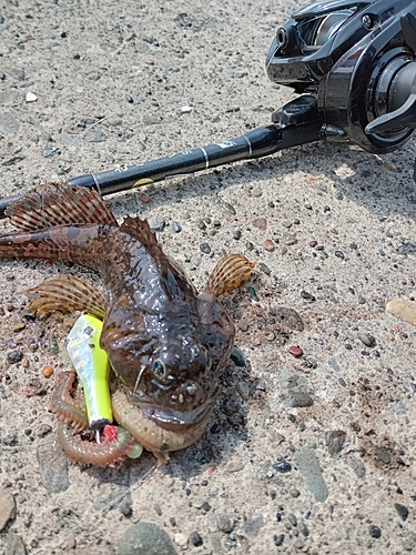 カジカの釣果