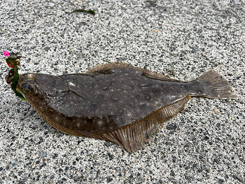 カレイの釣果