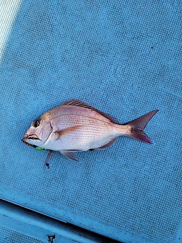 マダイの釣果