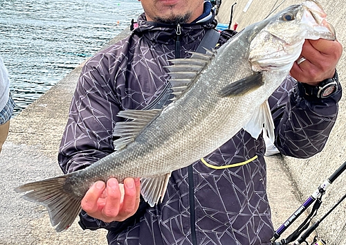 スズキの釣果