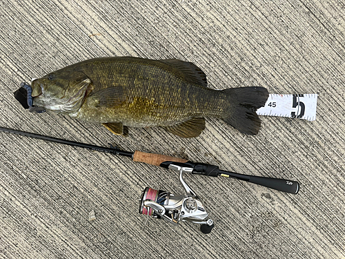 スモールマウスバスの釣果