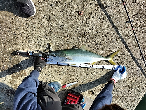 ブリの釣果