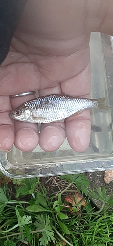 ヤリタナゴの釣果