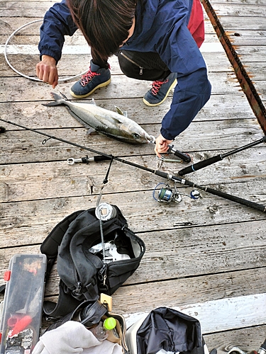 ブリの釣果