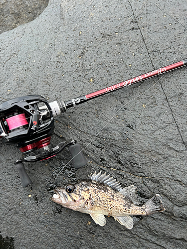 ソイの釣果