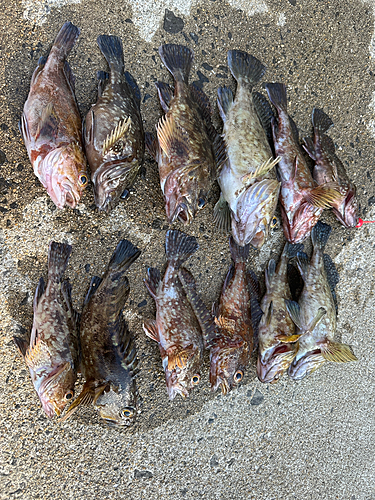 カサゴの釣果