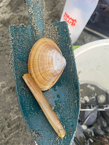 コノシロの釣果