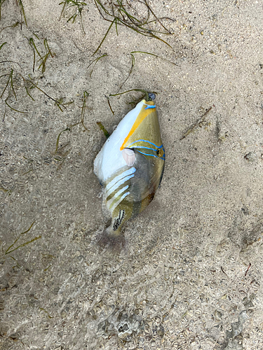 ムラサメモンガラの釣果