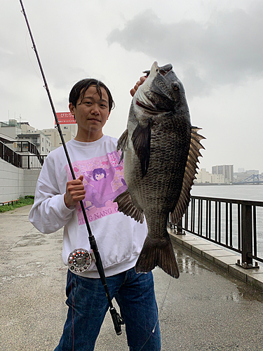 クロダイの釣果