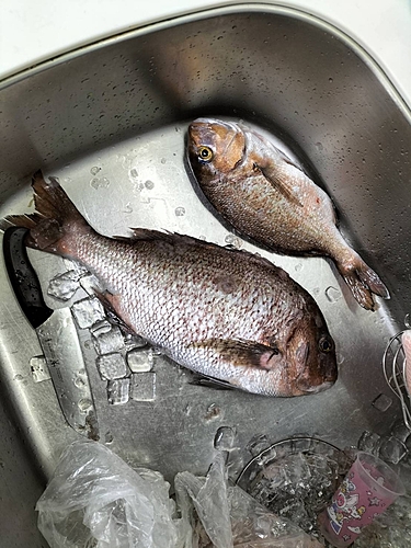 タイの釣果