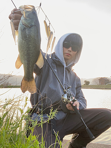 ブラックバスの釣果