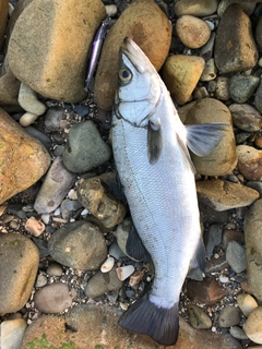 ヒラスズキの釣果