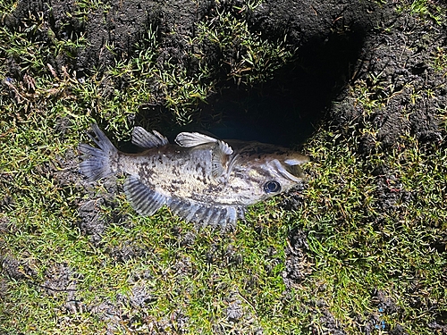 クロソイの釣果