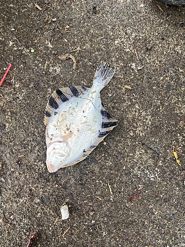 カワガレイの釣果