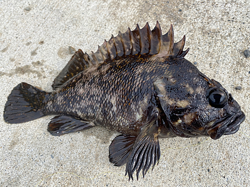 オウゴンムラソイの釣果