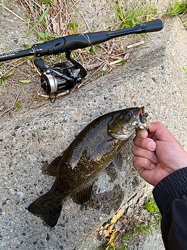 スモールマウスバスの釣果