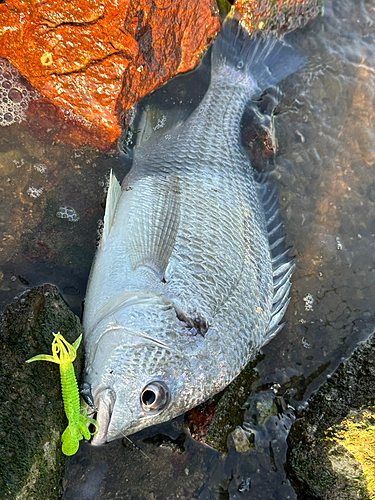 キビレの釣果