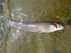 ナマズの釣果