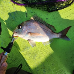 タイの釣果