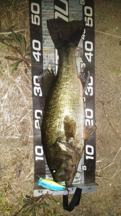 ブラックバスの釣果