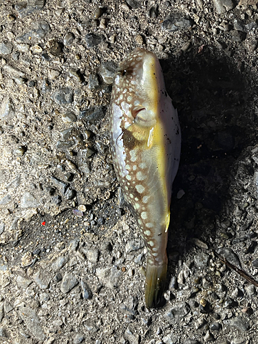 ショウサイフグの釣果