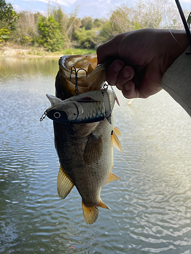 ブラックバスの釣果