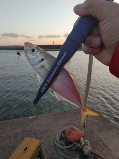 マアジの釣果