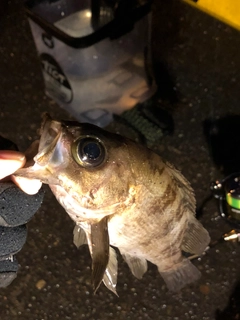 シロメバルの釣果