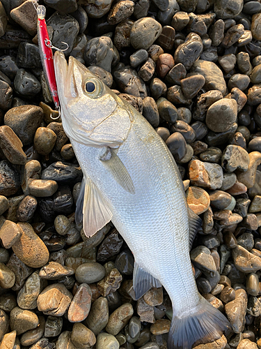 セイゴ（ヒラスズキ）の釣果