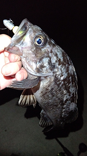 クロソイの釣果