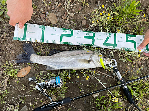 シーバスの釣果